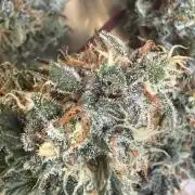 Granddaddy and Northern Enhance CO2 DWC