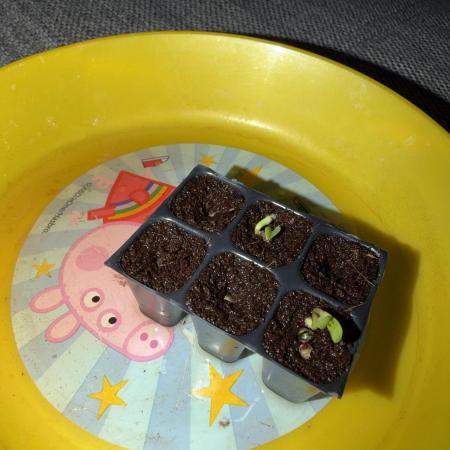 Growgus First Try