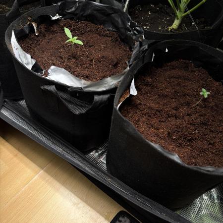 Grow Academy