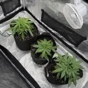 Growgus First Try