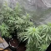 Growgus First Try