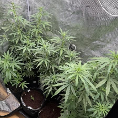 Growgus First Try