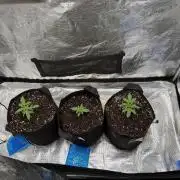 Growgus First Try