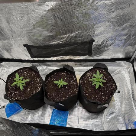 Growgus First Try