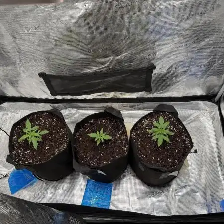 Growgus First Try