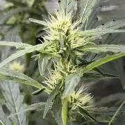 Growgus First Try