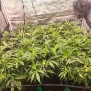 gmo scrog