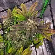 Fast Buds Outdoor Trilogy: Summer '26