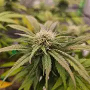Fast Buds Outdoor Trilogy: Summer '26