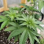 Fast Buds Outdoor Trilogy: Summer '26