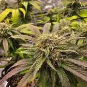 Fast Buds Outdoor Trilogy: Summer '26