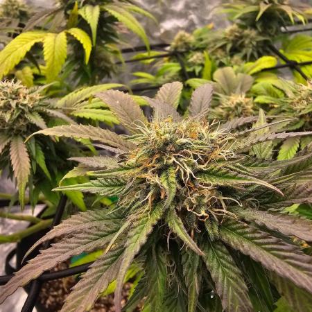 Fast Buds Outdoor Trilogy: Summer '26