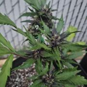 Fast Buds Outdoor Trilogy: Summer '26