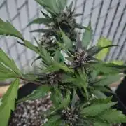 Fast Buds Outdoor Trilogy: Summer '26