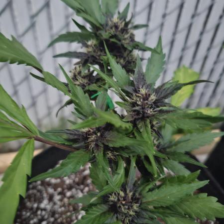Fast Buds Outdoor Trilogy: Summer '26