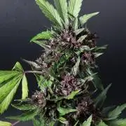 Fast Buds Outdoor Trilogy: Summer '26