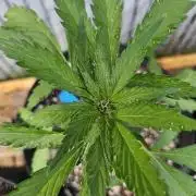 Fast Buds Outdoor Trilogy: Summer '26