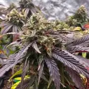 Fast Buds Outdoor Trilogy: Summer '26
