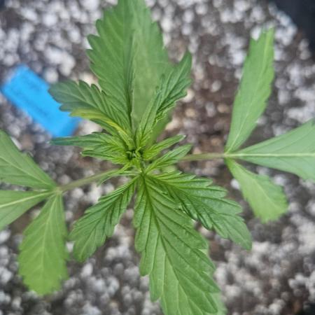 Fast Buds Outdoor Trilogy: Summer '26