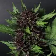 Fast Buds Outdoor Trilogy: Summer '26
