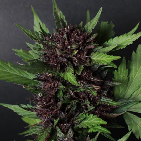 Fast Buds Outdoor Trilogy: Summer '26