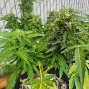 Fast Buds Outdoor Trilogy: Summer '26