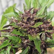 Fast Buds Outdoor Trilogy: Summer '26
