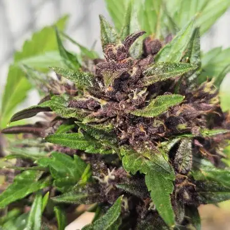 Fast Buds Outdoor Trilogy: Summer '26