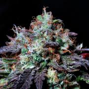 Fast Buds Outdoor Trilogy: Summer '26