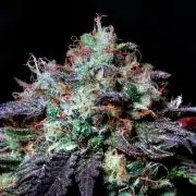Fast Buds Outdoor Trilogy: Summer '26