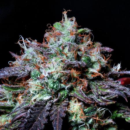 Fast Buds Outdoor Trilogy: Summer '26