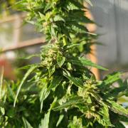 Fast Buds Outdoor Trilogy: Summer '26