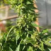 Fast Buds Outdoor Trilogy: Summer '26