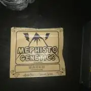 Mephisto Genetics x ZAUTO Flower