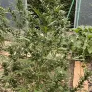 Banana Kush Cake Auto - Outdoor 2025
