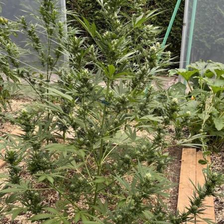 Banana Kush Cake Auto - Outdoor 2025