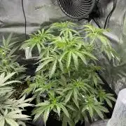 First Strains - Mimosa & Purple Punch