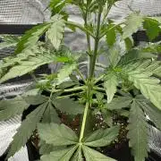 First Strains - Mimosa & Purple Punch