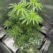 First Strains - Mimosa & Purple Punch
