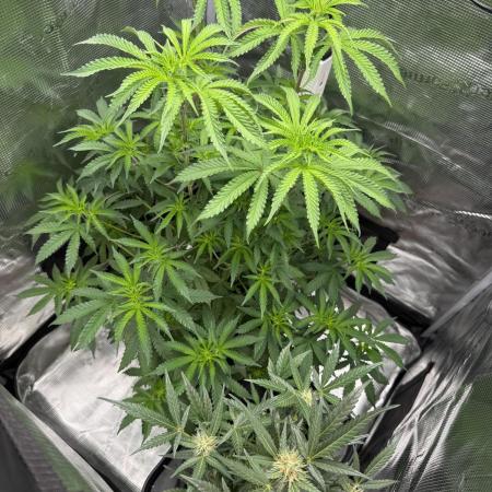 First Strains - Mimosa & Purple Punch