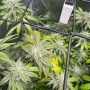 First Strains - Mimosa & Purple Punch