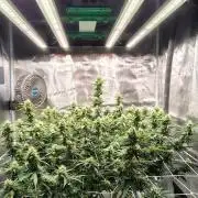 MixPack FastBuds x1