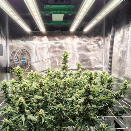 MixPack FastBuds x1