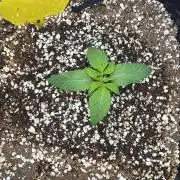 Mimosa Evo in Autopot Coco