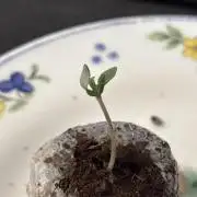 Mimosa Evo in Autopot Coco