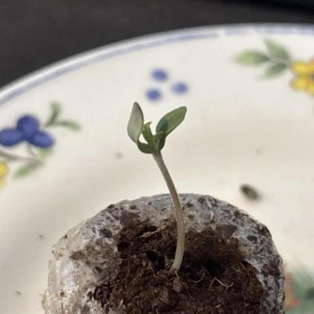 Mimosa Evo in Autopot Coco