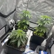 Mimosa Evo in Autopot Coco