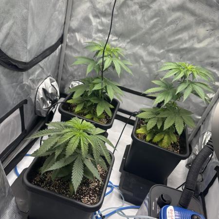 Mimosa Evo in Autopot Coco