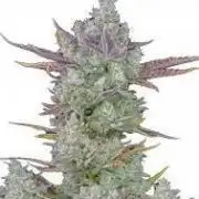 Pound Cake Auto