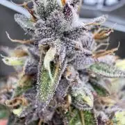 FastBuds x Medic grow test